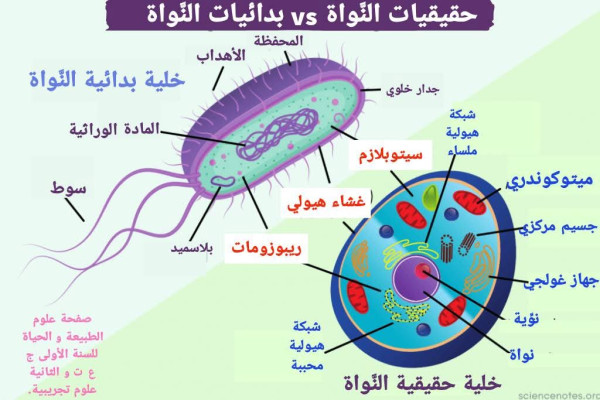 مقارنة بسيطة بين خلية بدائية النواة وخلية حقيقية النواة للسنة الثانية ثانوي علوم تجريبية