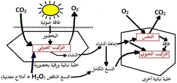 مخطط التركيب الضوئي أولى ثانوي