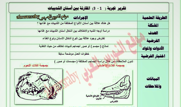 تقرير تجربة المقارنة بين أسنان الثدييات ا/3تقرير تجربة المقارنة بين أسنان الثديات