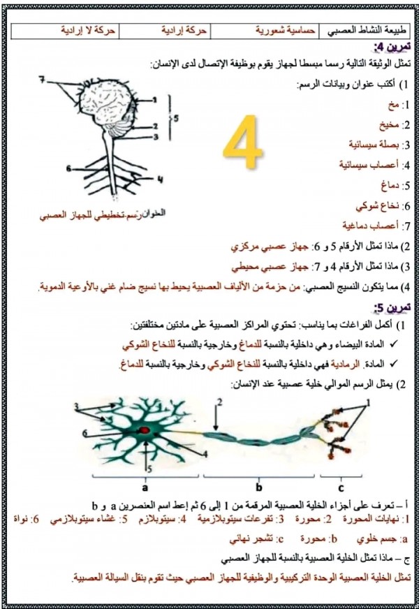 حل سلسلة 4 درس الجهاز العصبي ثالثة اعدادي